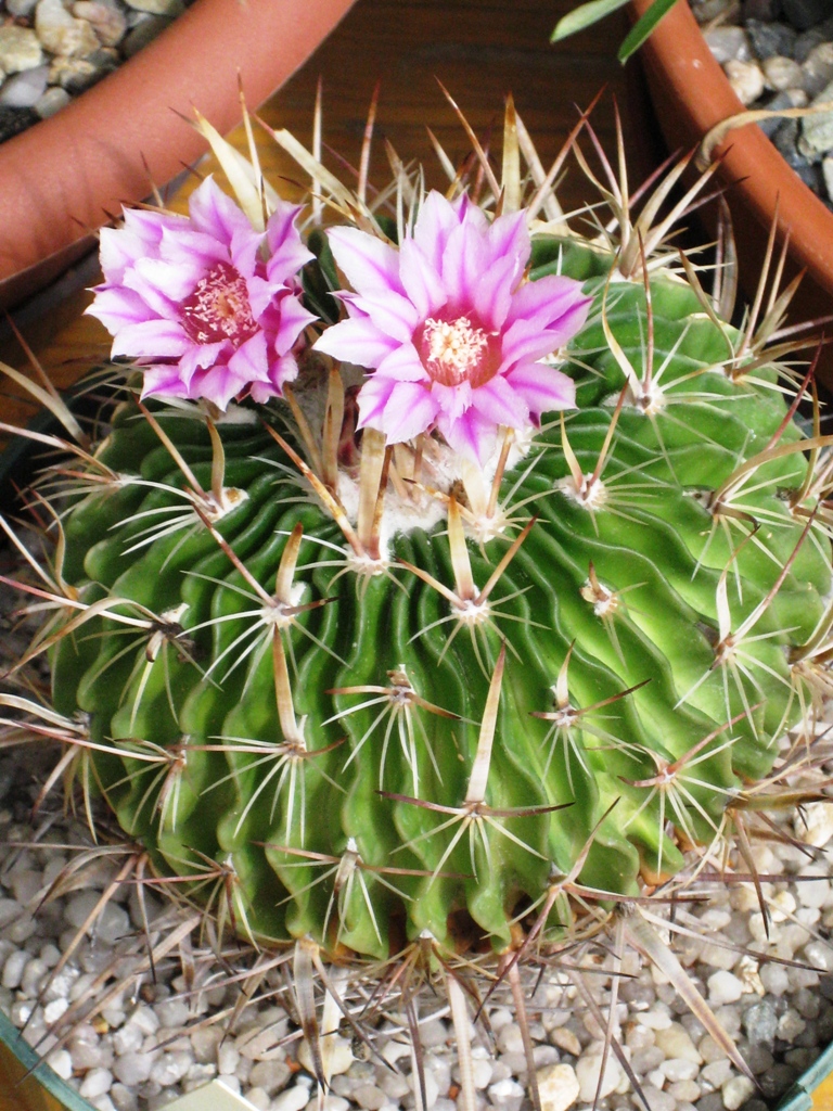 Echinofossulocactus 01-12.06.2008.jpg