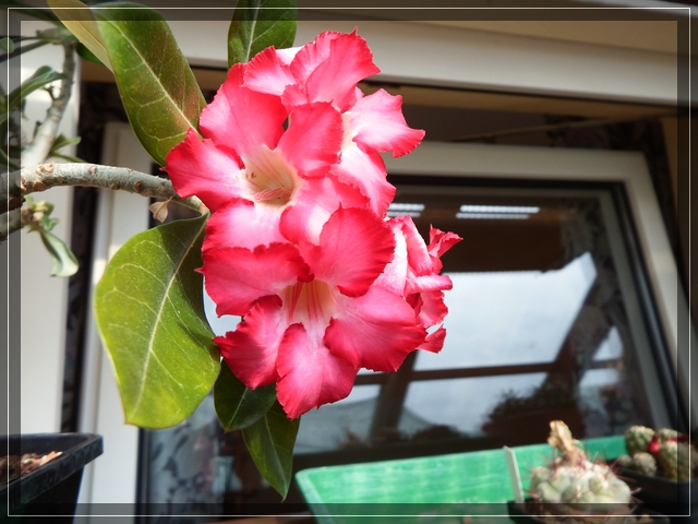 comp_Adenium obesum (1).jpg