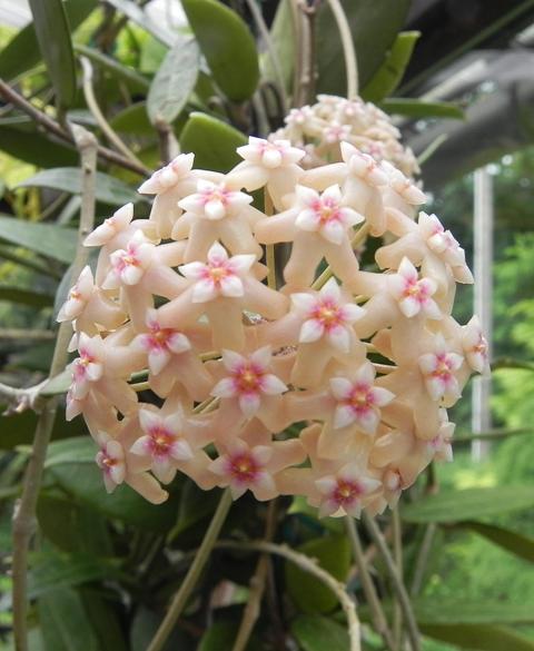 Hoya spec. bogor.JPG