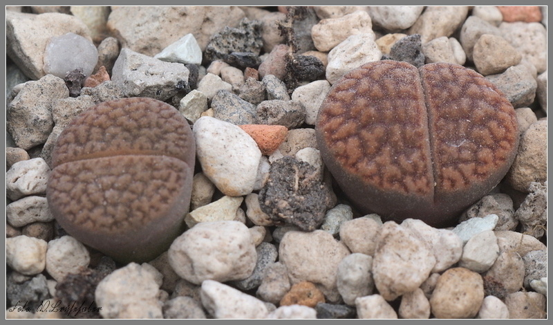 Wasserzeichen_Lithops_braun.JPG