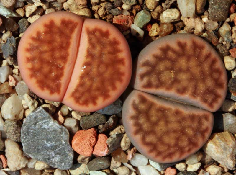 LIthops_karasmontana_cv_aprikose_2.jpg