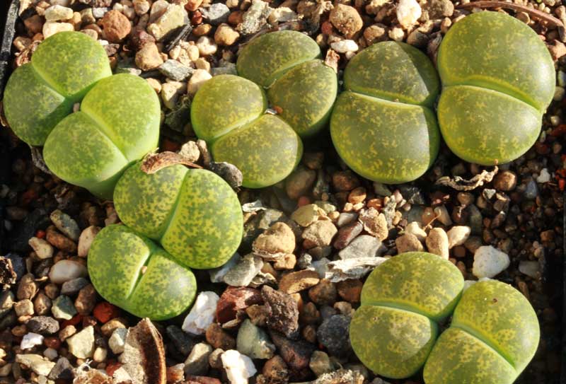 Lithops_lesliei_-cv_albinica.jpg