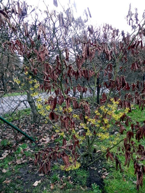 Hamamelis 2016.JPG