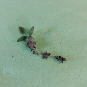 Euphorbia_ambovombensis_28.02.2016_1 (Custom) (2).jpg