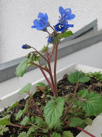 Blaue Blume.jpg