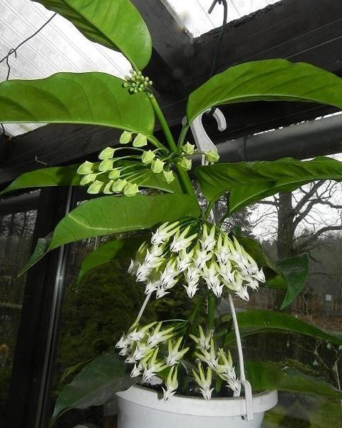 Hoya multiflora.jpg