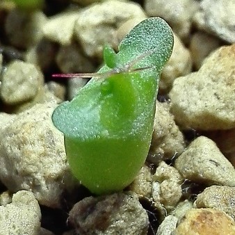 Euphorbia_squarrosa_06.03.2016_1 (Custom).jpg