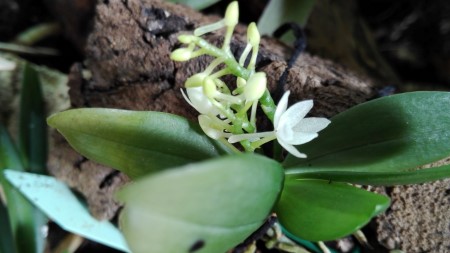 Aerangis hyaloides