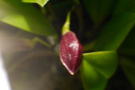 11. Zootrophion atropurpureum