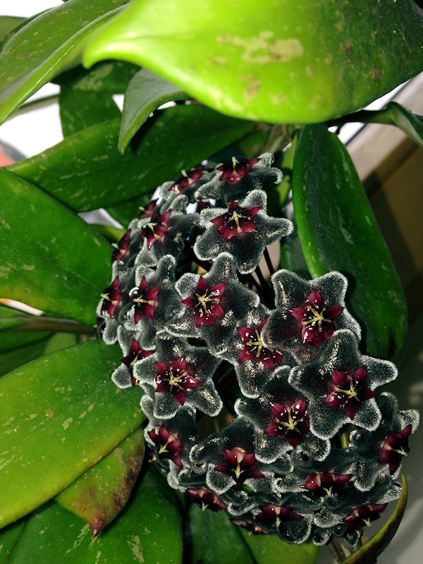 Pubicalix (schwarze Blüte)
