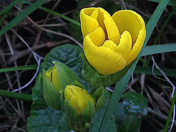 Primel oder schlüsselblume?