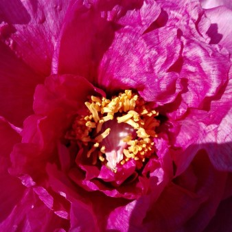 Paeonia lutea Leda