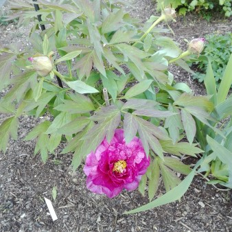 Paeonia lutea Leda