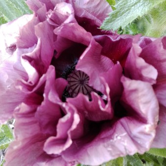 Papaver orientale Patty´s Plum