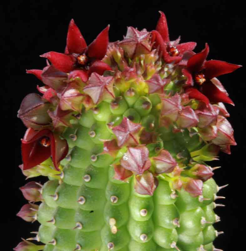 Hoodia_pedicellata.jpg