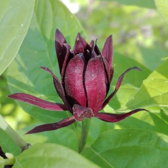 Calycanthus floridus (Custom).jpg