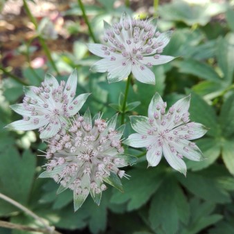 Astrantia major (Custom).jpg