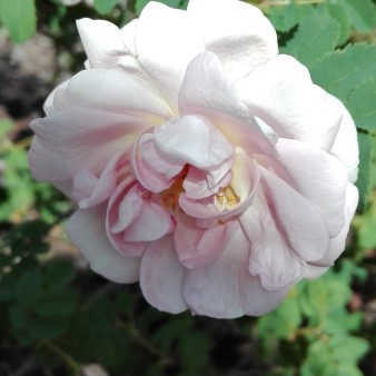 Rosa pimpinellifolia Marbled Pink - 1-2016 (Custom).jpg