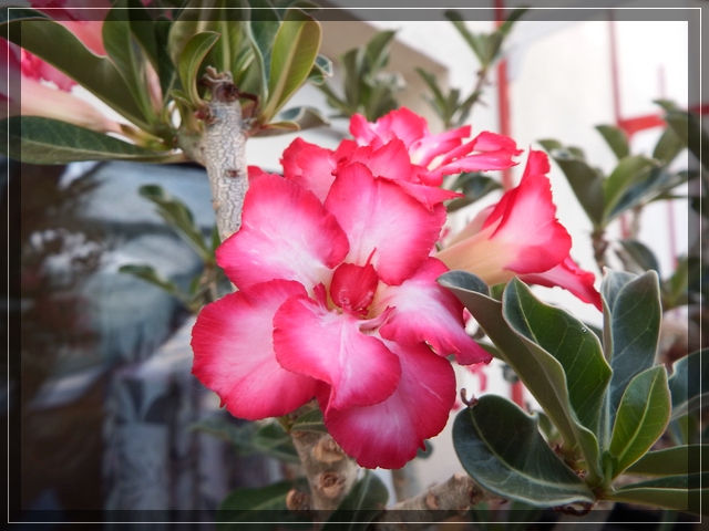 Adenium obesum (1).jpg