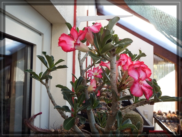 Adenium obesum (2).jpg