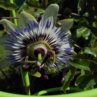 Passiflora caerula