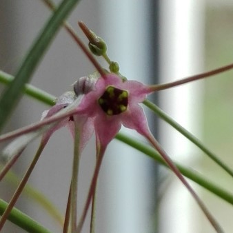 Brachystelma filifolium