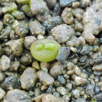 Pseudolithos eylensis