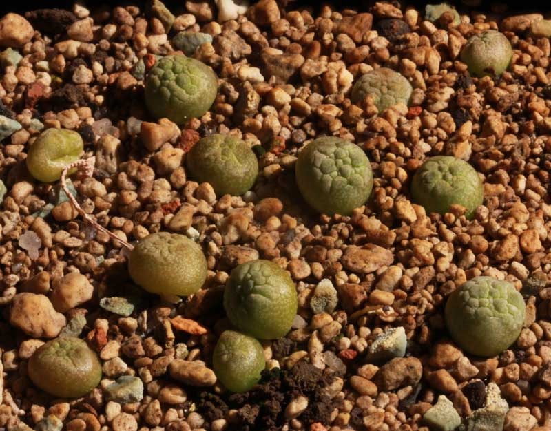 Pseudolithops eylensis Sämlinge ca. 4 mon.