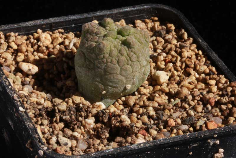 Pseudolithops eylensis Sämling ca. 15 mon.