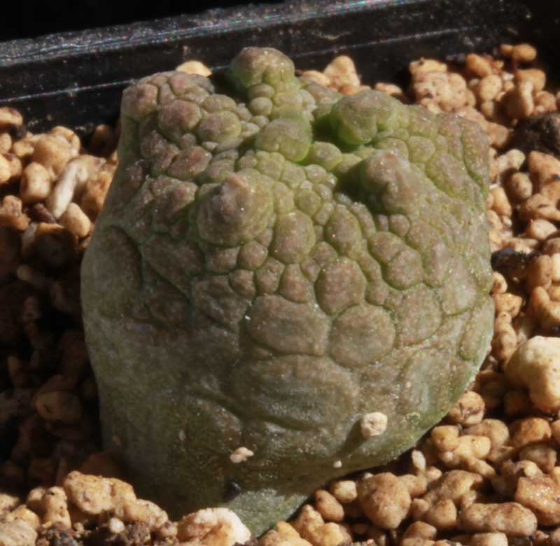 Pseudolithops eylensis Sämling ca. 15 mon.