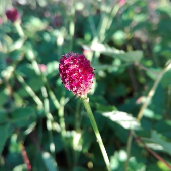 Großer Wiesenknopf - Sanguisorba officinalis