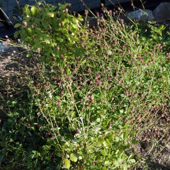 Großer Wiesenknopf - Sanguisorba officinalis