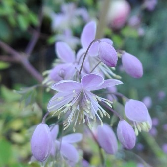 Wiesenraute - Thalictrum rochebrunianum