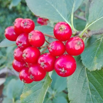 Dörr-Mehlbeere - Sorbus doerriana