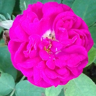Rosa damascena Rose de Resht