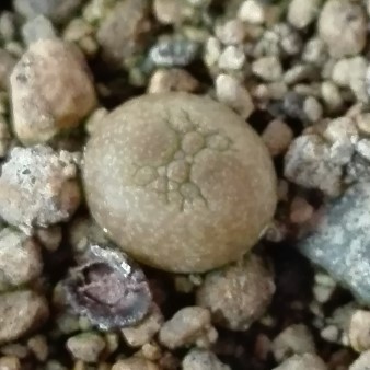 Pseudolithos