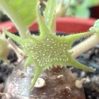 Dorstenia crispa