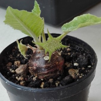 Dorstenia crispa