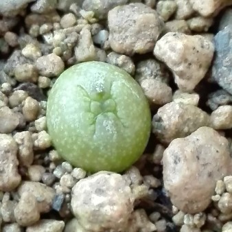 Pseudolithos eylensis