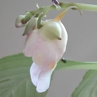 Impatiens mirabilis