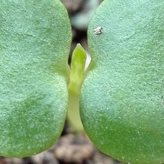 Impatiens mirabilis