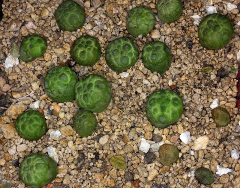 Sämlinge Pseudolithos eylensis