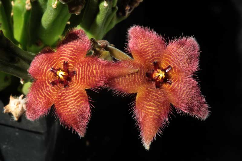 Stapelia spec.nov.