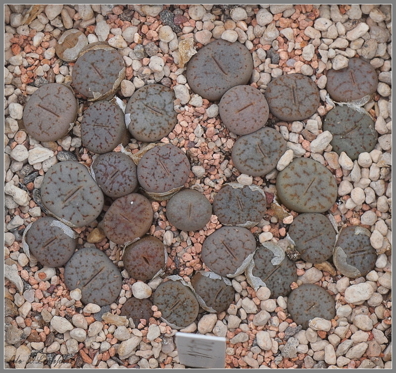 Wasserzeichen_Lithops_gracilidelineata.JPG