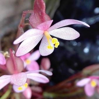 Begonia x Marobogneri