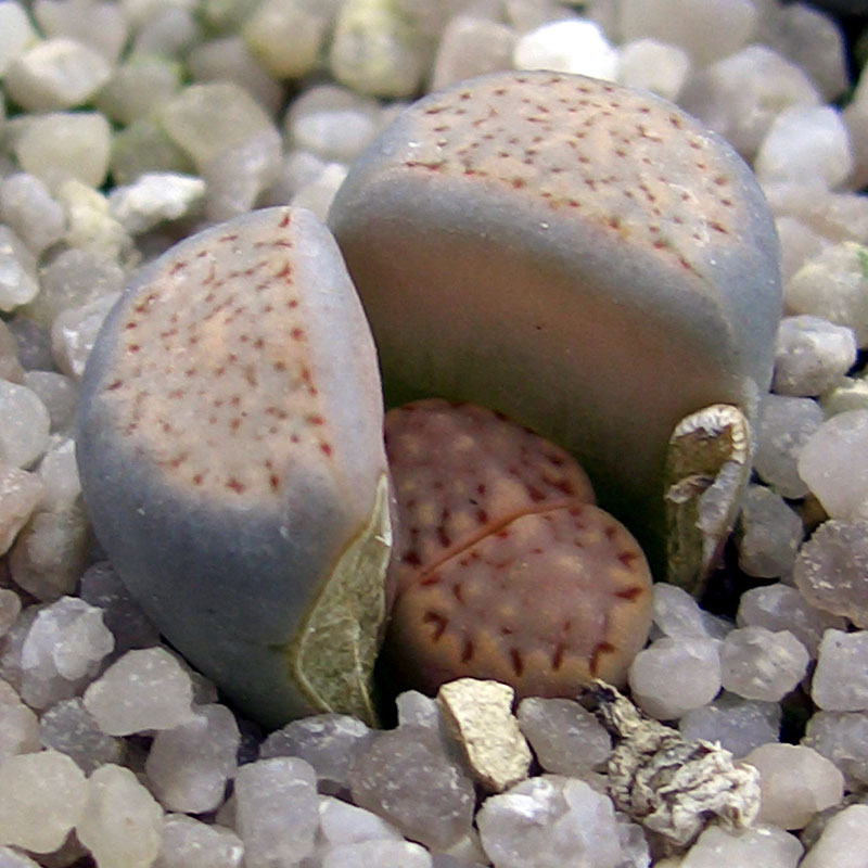 Lithops 2007-03-06 007a vkl.jpg