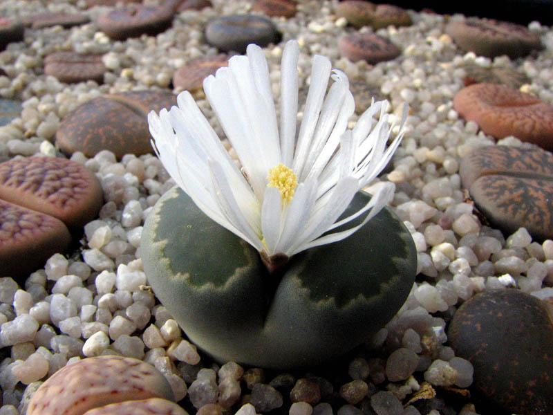 Lithops 2007-09-04 006 vkl.jpg