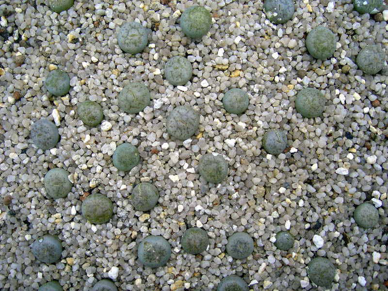 Lithops C187 Saat_06-1 2007-03-06 vkl.jpg