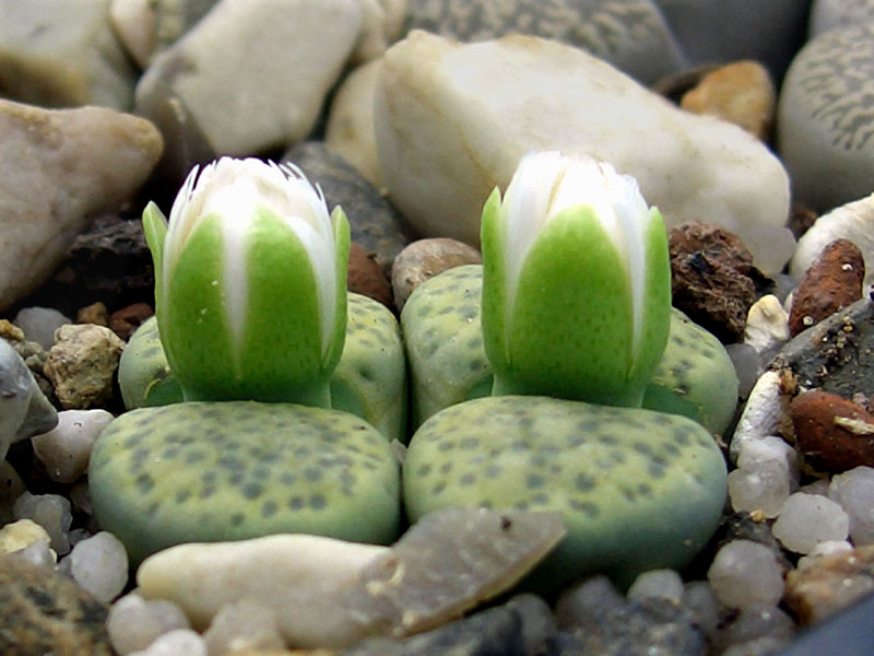 Lithops fulviceps 'aurea' 2006-09-01 b vkl.jpg