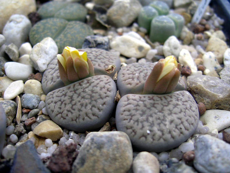 Lithops gelb 2006-09-02 a vkl.jpg